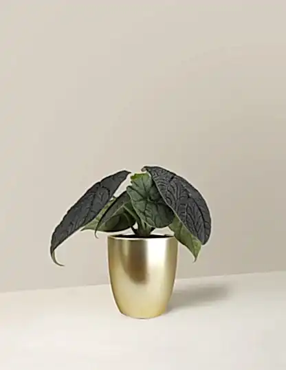 Alocasia Melo