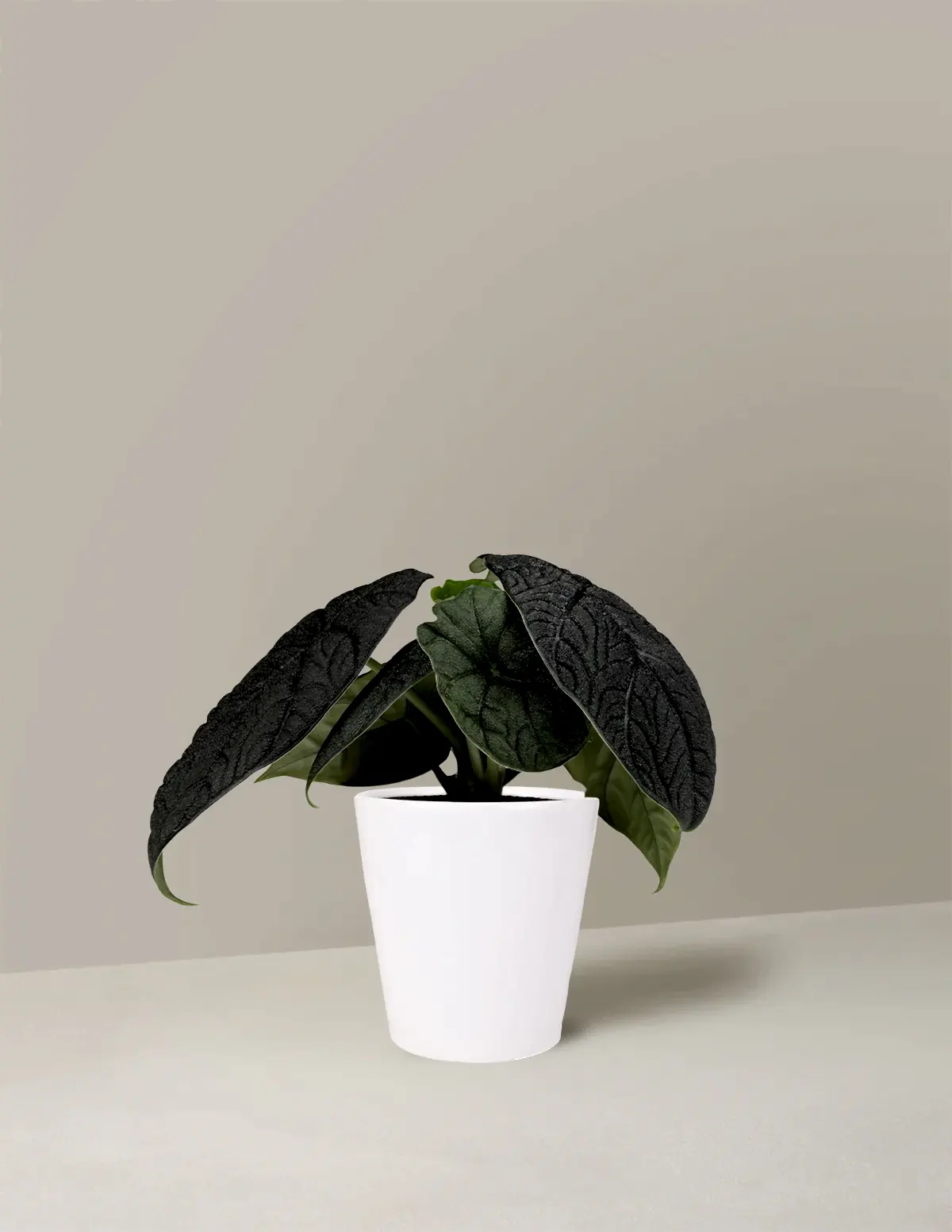 Alocasia Melo