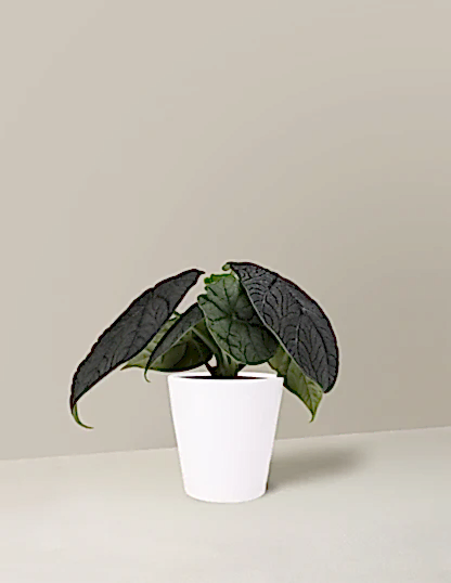Alocasia Melo