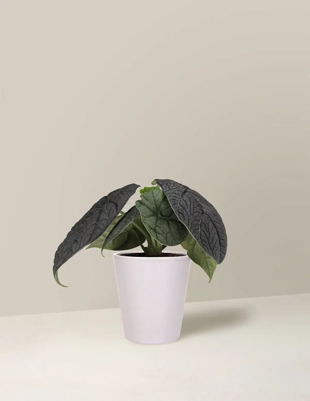 Alocasia Melo