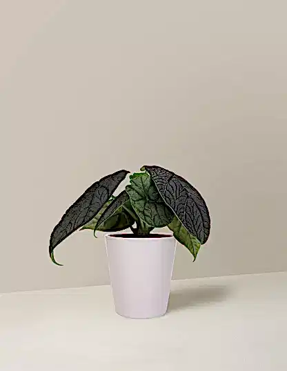 Alocasia Melo