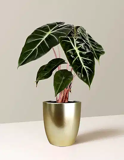 Alocasia Pink Dragon