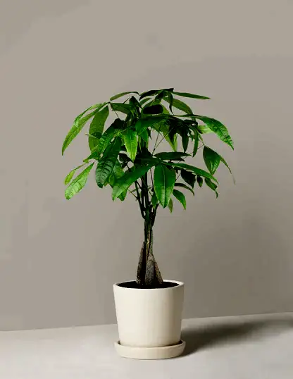 Money Tree Plant