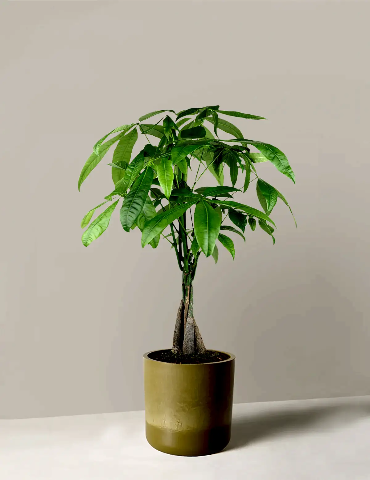 Money Tree Plant