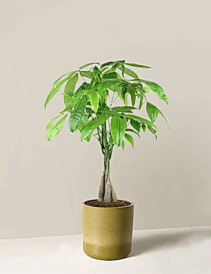 Money Tree Plant