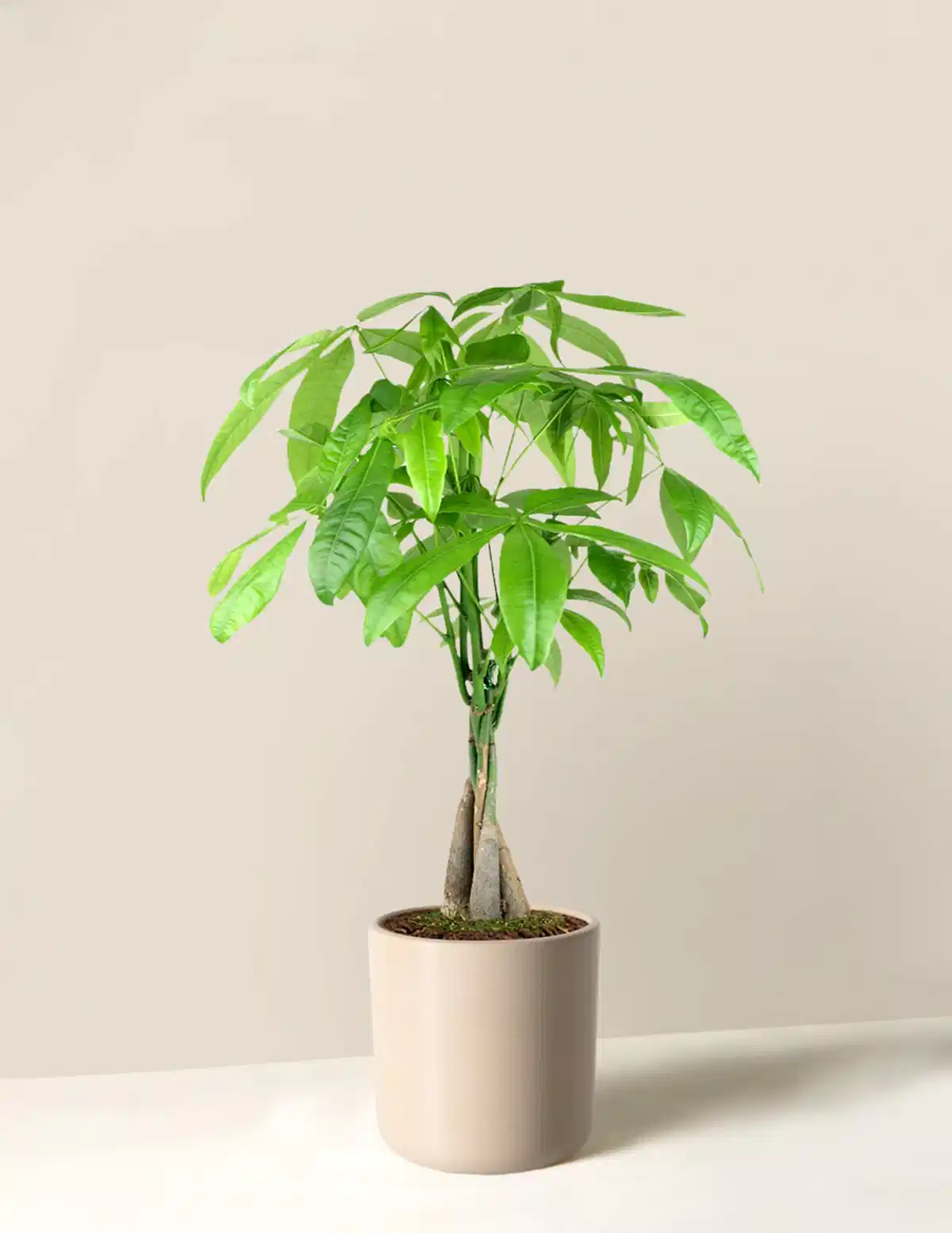 Money Tree Plant