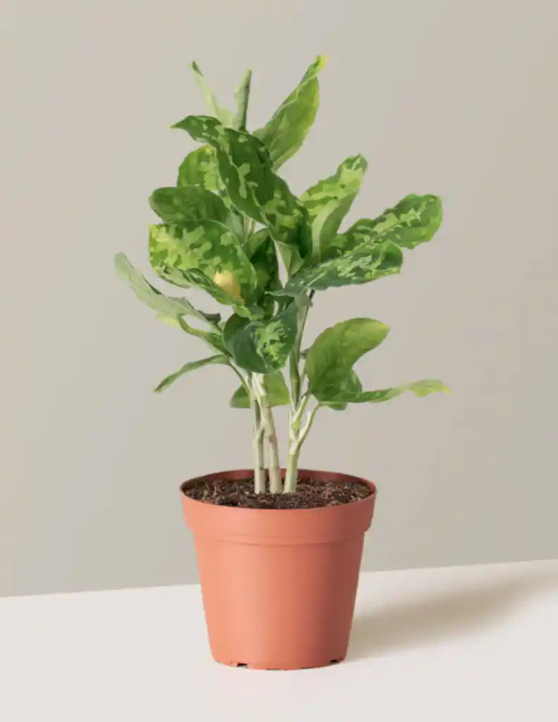 Aglaonema Pictum Tricolor