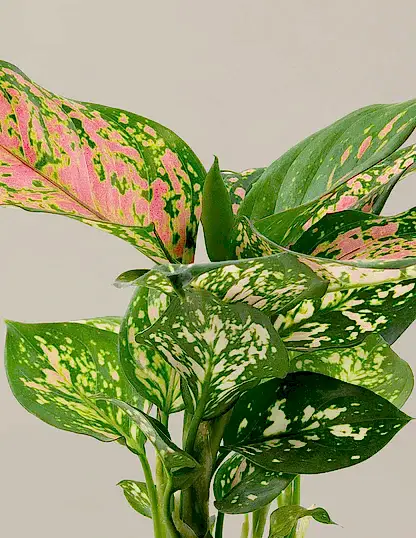 Aglaonema Wishes