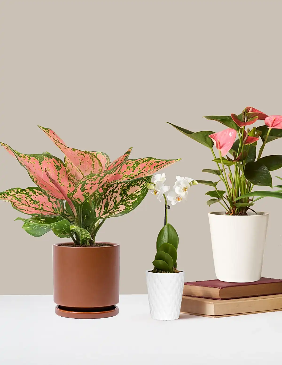 Aglaonema Wishes