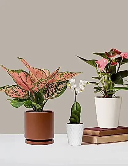 Aglaonema Wishes