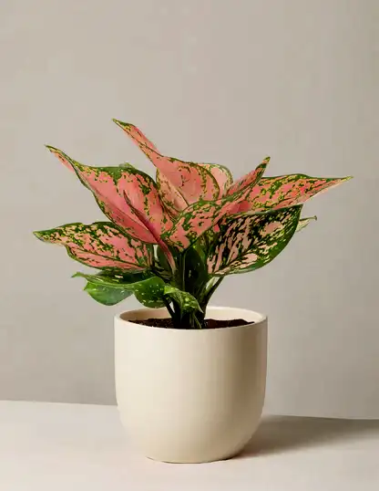 Aglaonema Wishes