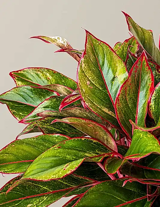 Aglaonema Siam