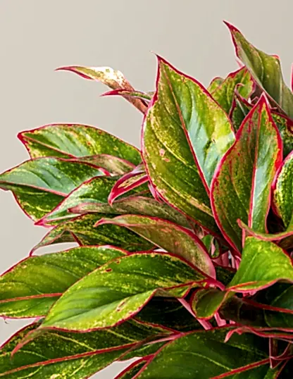 Aglaonema Siam