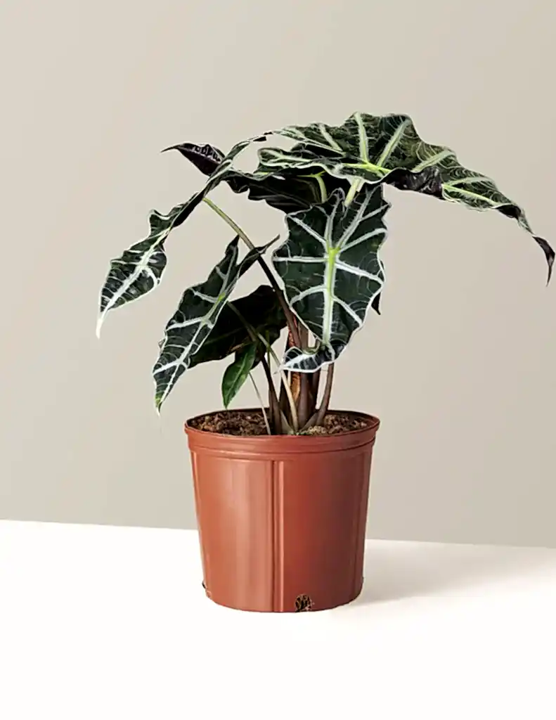 Alocasia Amazonica
