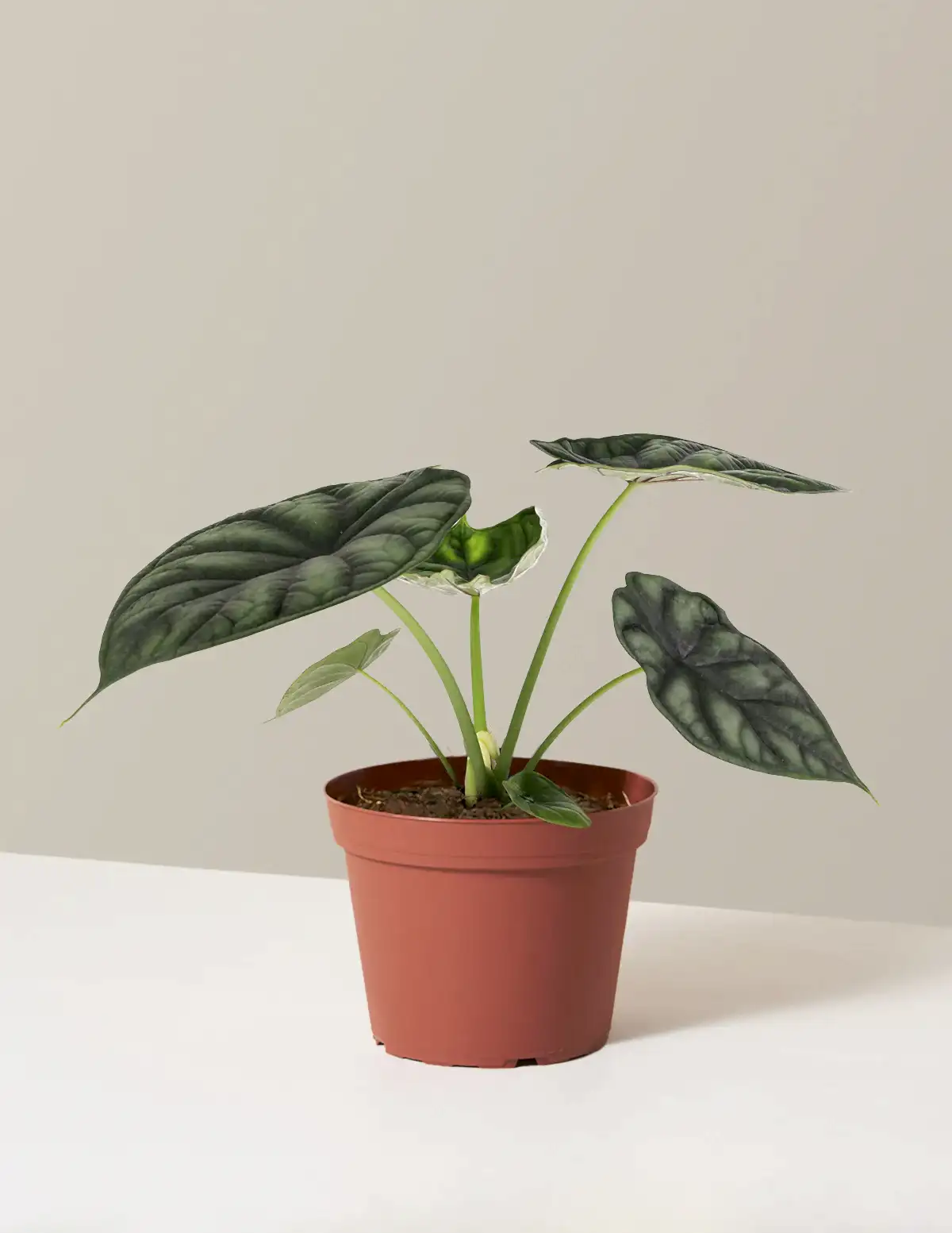 Alocasia Dragon Scale
