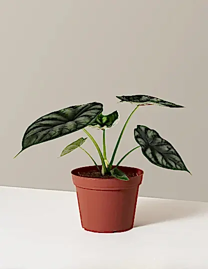 Alocasia Dragon Scale
