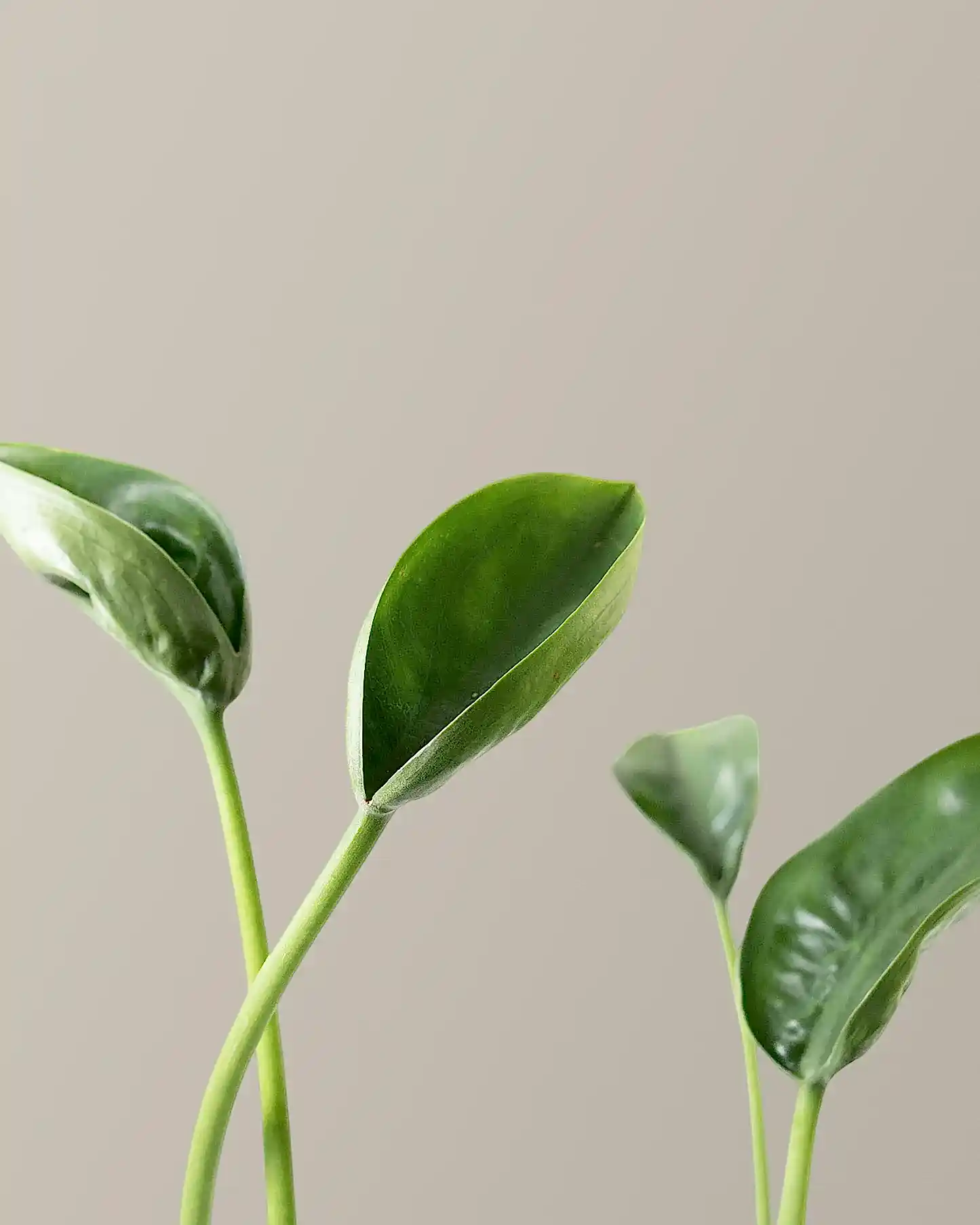 Alocasia Tiny Dancer
