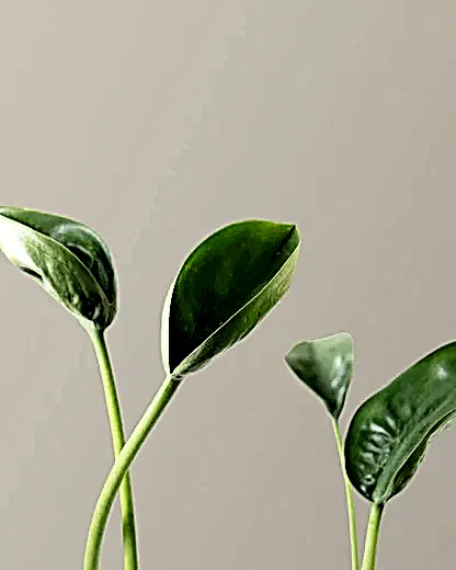 Alocasia Tiny Dancer
