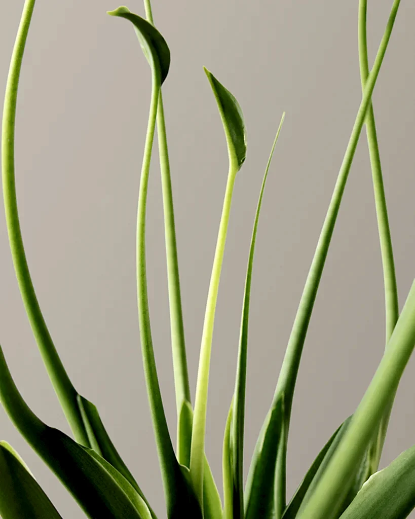 Alocasia 'Tiny Dancer'