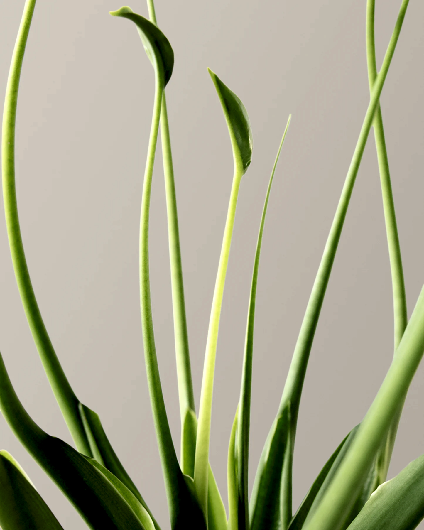 Alocasia Tiny Dancer