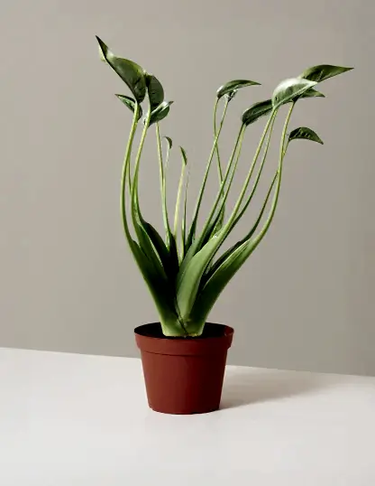 Alocasia Tiny Dancer