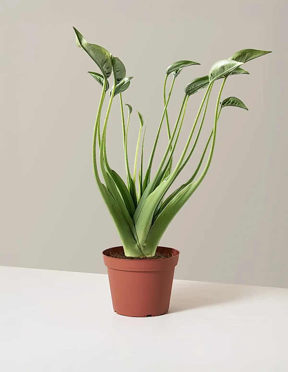 Alocasia Tiny Dancer