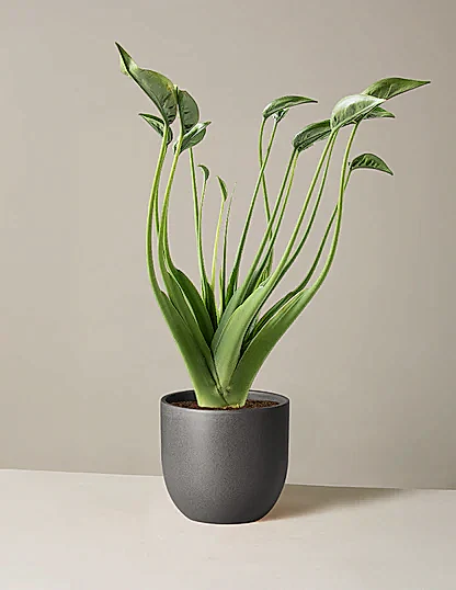 Alocasia Tiny Dancer