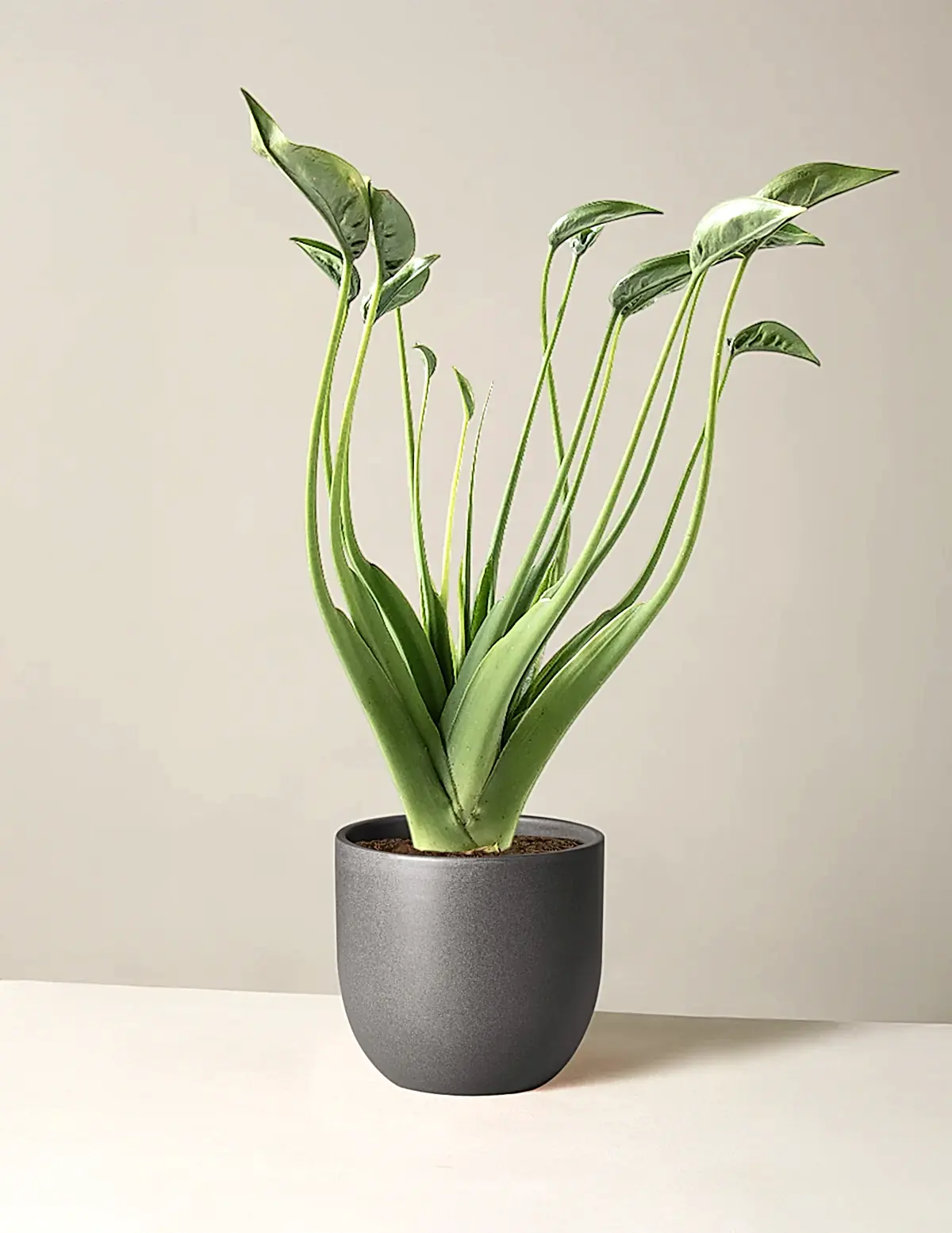 Alocasia Tiny Dancer