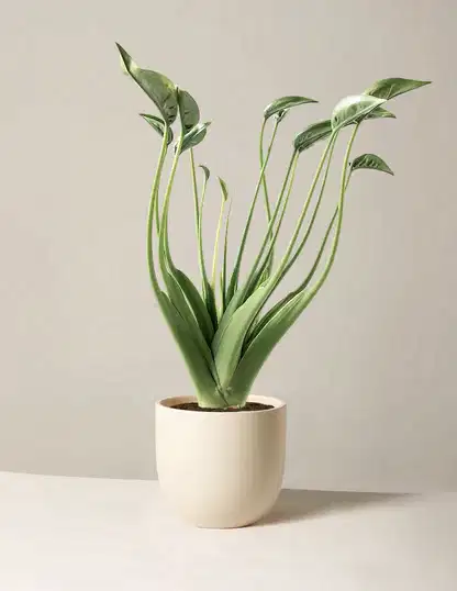 Alocasia Tiny Dancer