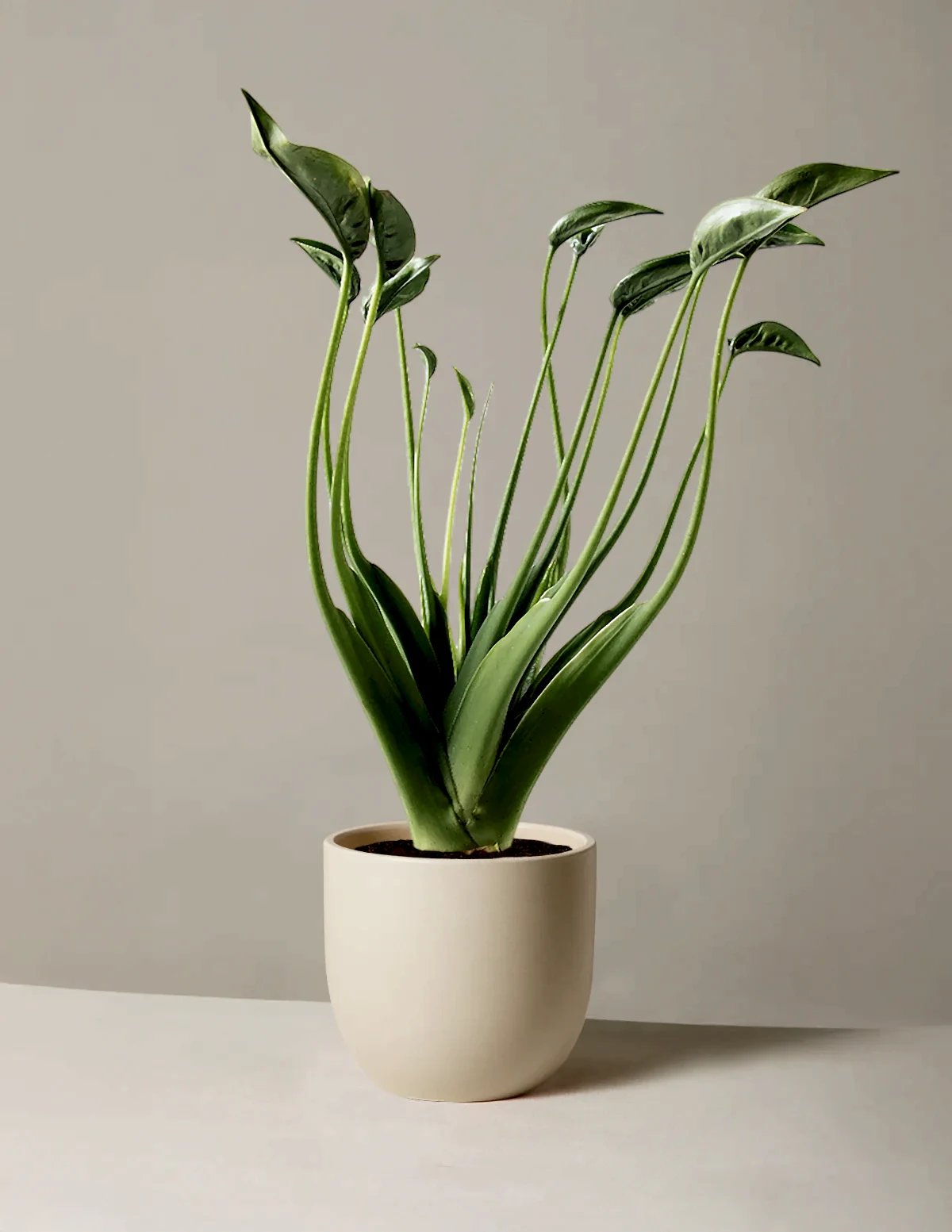 Alocasia Tiny Dancer