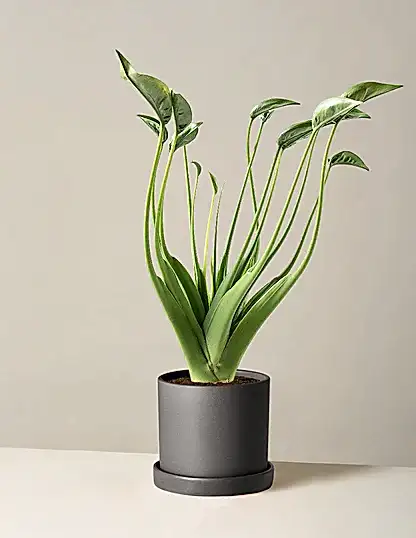 Alocasia Tiny Dancer