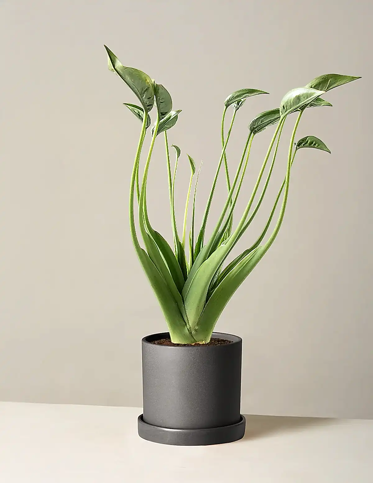 Alocasia Tiny Dancer