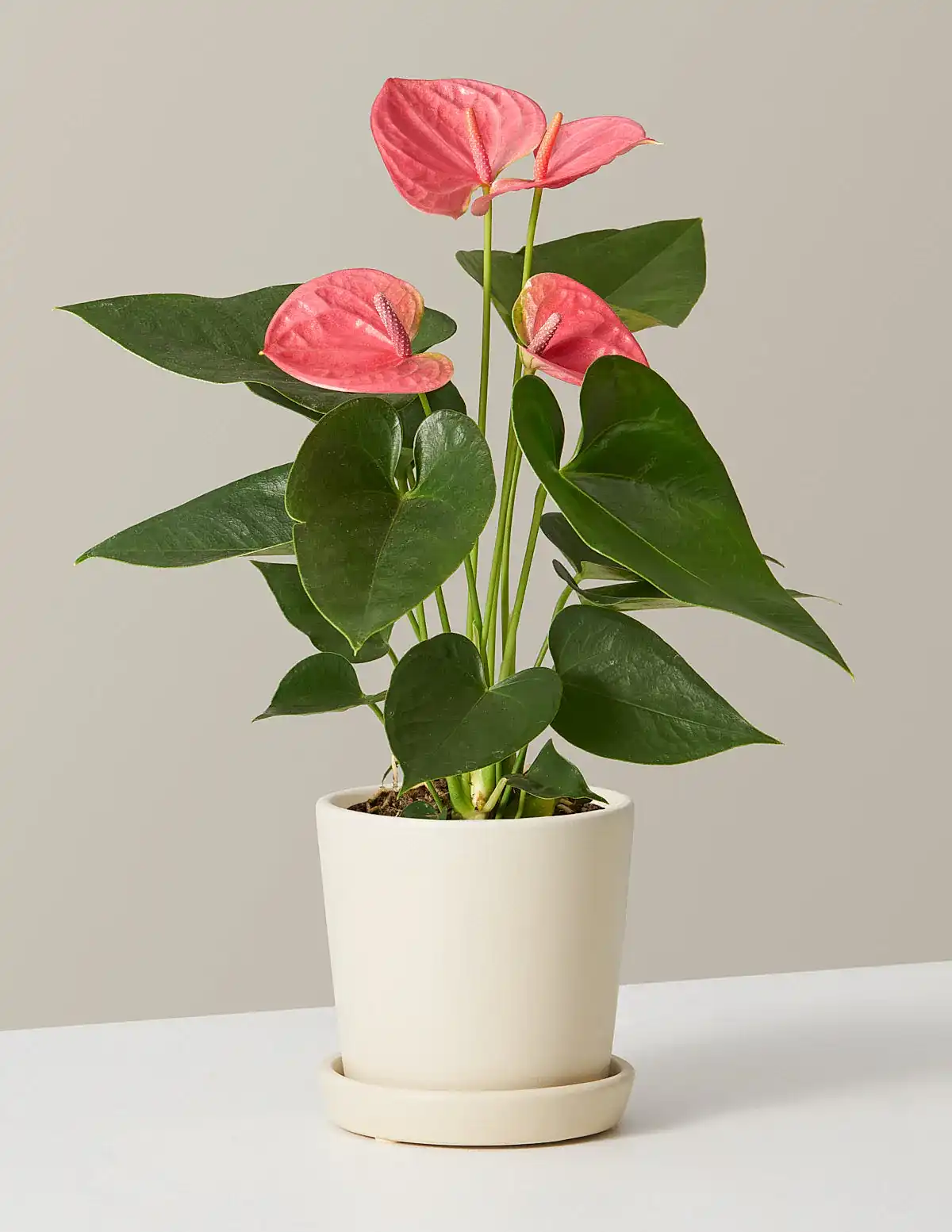 Pink Anthurium