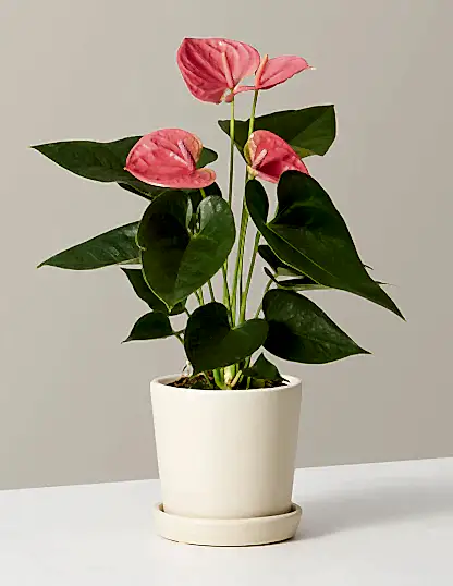 Pink Anthurium