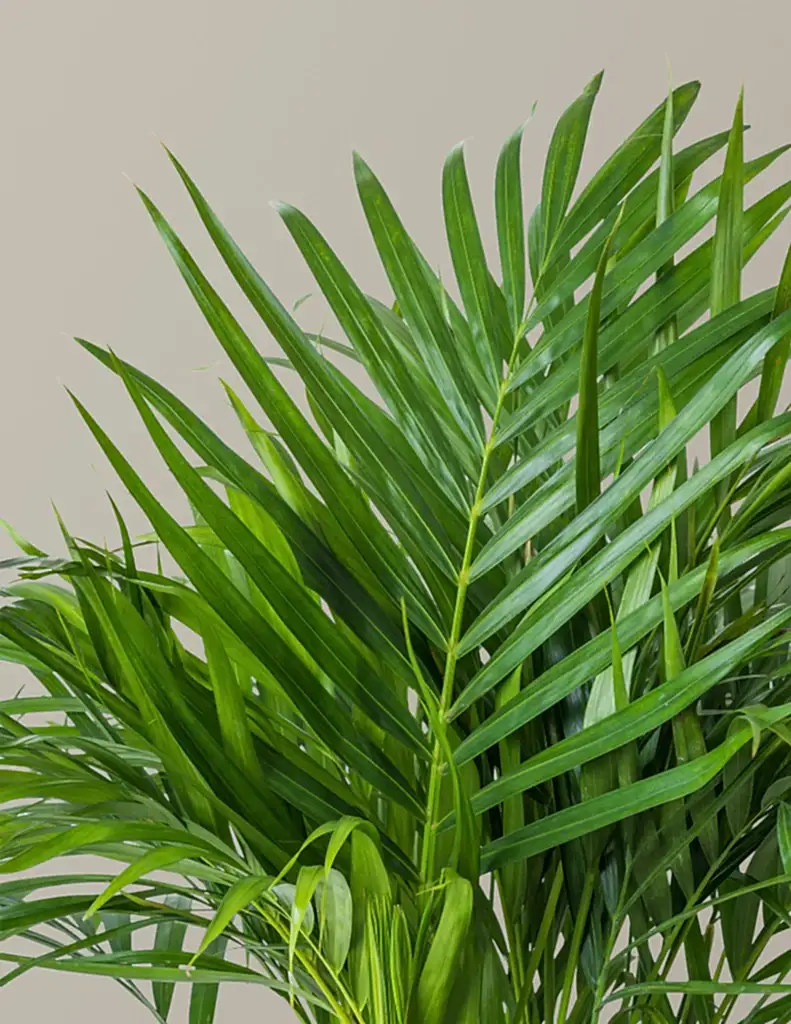 Areca Purifying Palm
