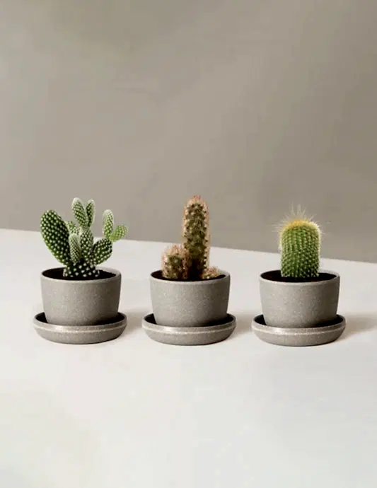 Cacti Assortment