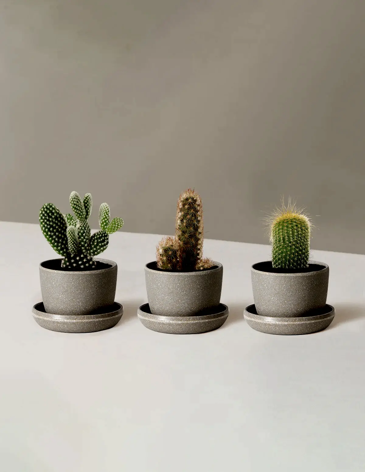 Succulent Assortment