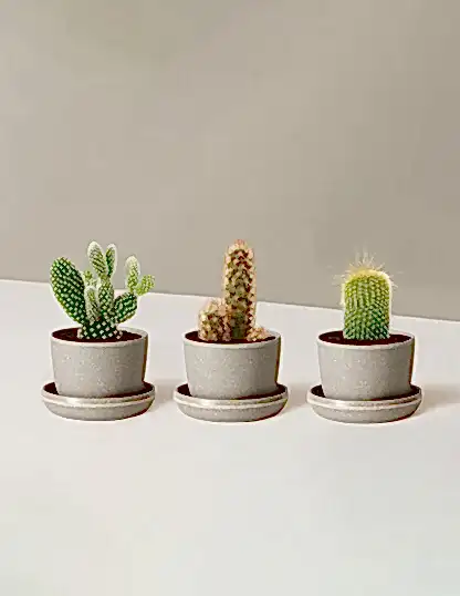 Succulent Assortment