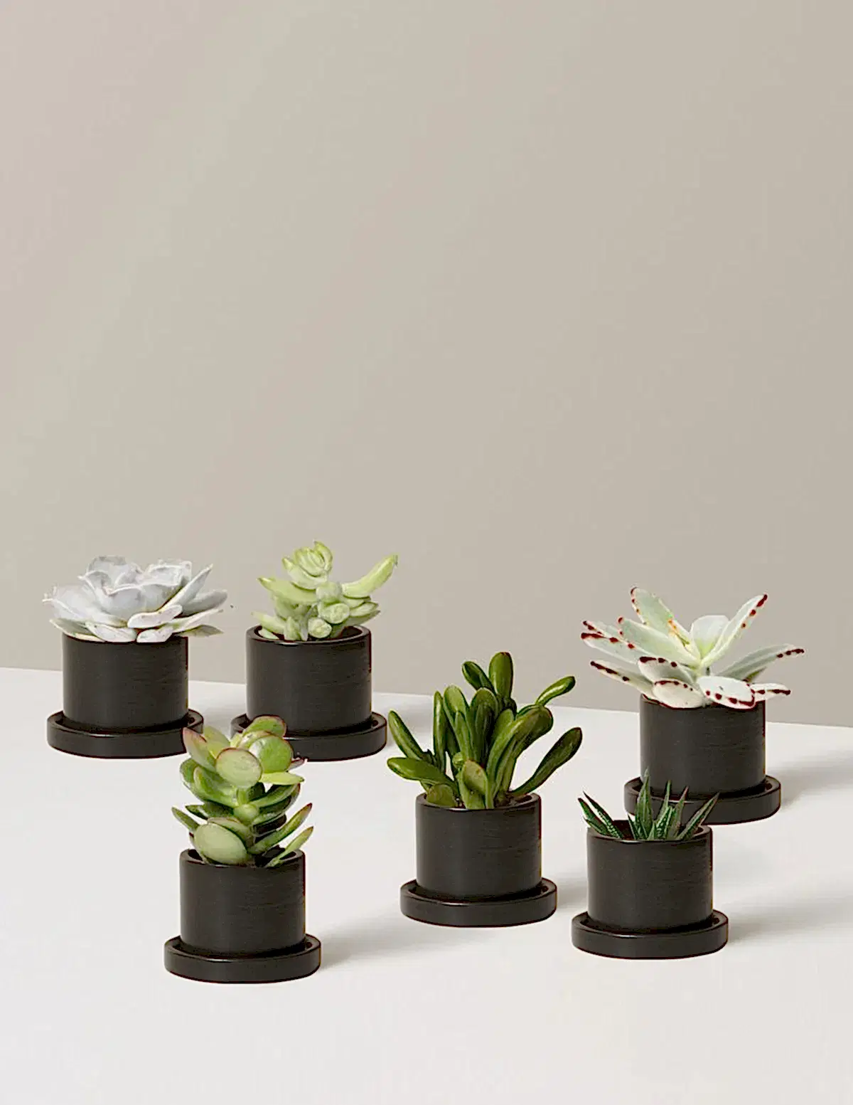 Succulent Assortment