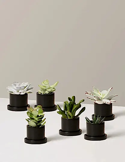 Succulent Assortment
