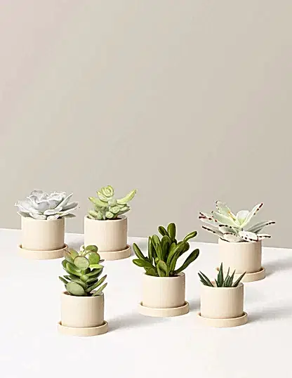 Succulent Assortment