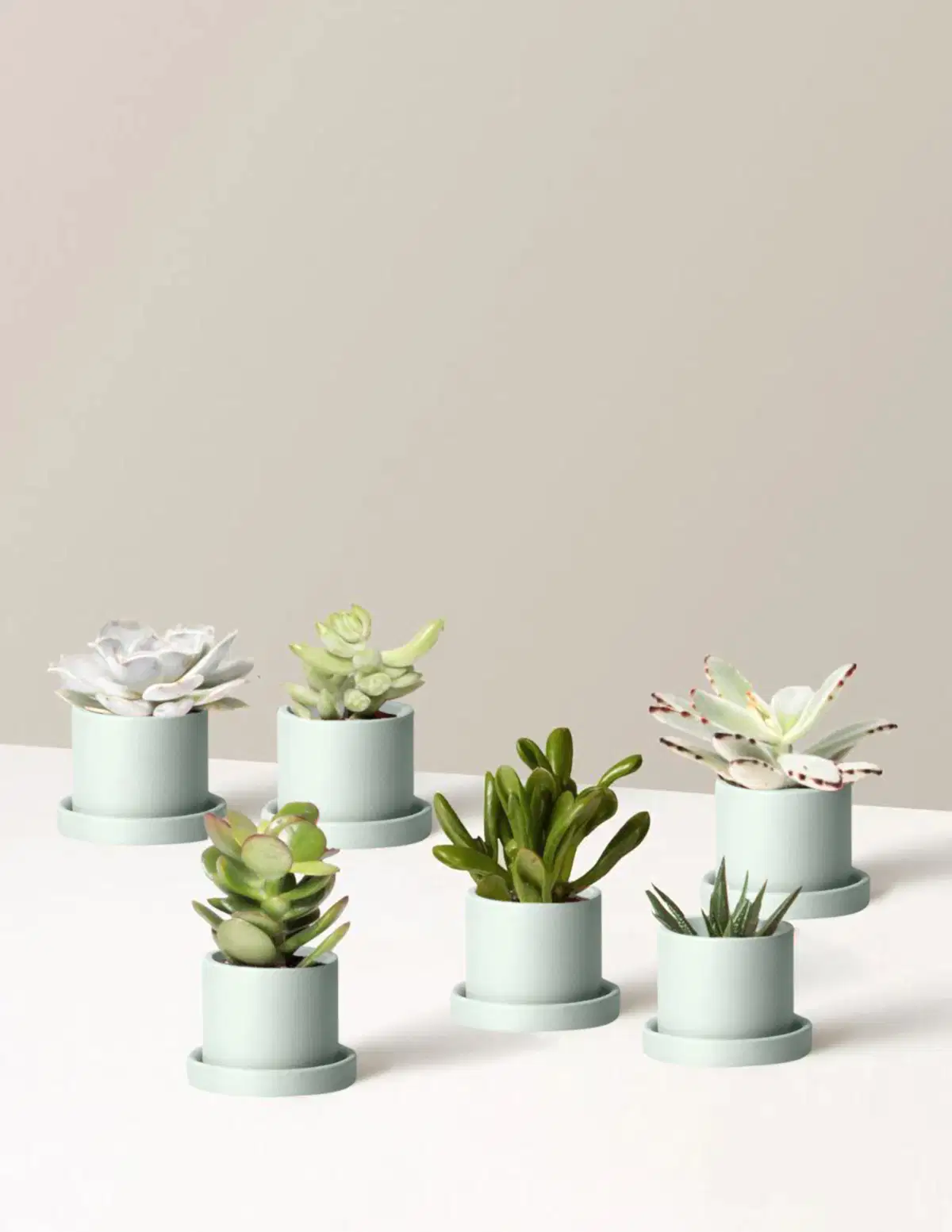 Succulent Assortment
