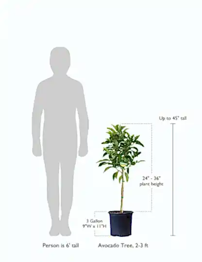 size-guide