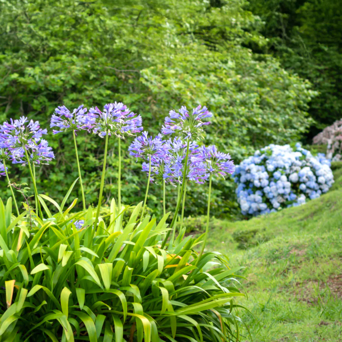 Baby Pete™ Agapanthus