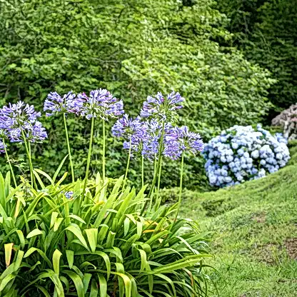 Baby Pete™ Agapanthus