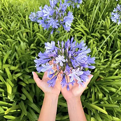 Baby Pete™ Agapanthus