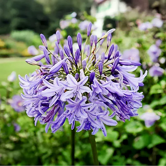 Baby Pete™ Agapanthus