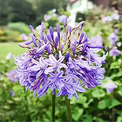 Baby Pete™ Agapanthus