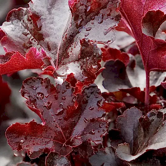 Balboa Sunset® Heuchera