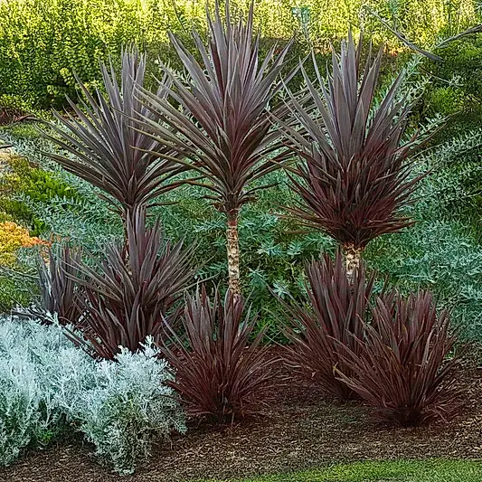 Bauer's Cordyline